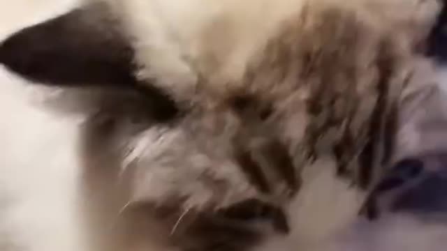 Aww Cute Cats Videos #catmeow Funny Animals Compilationš¹ Try Not To Laugh Challenge