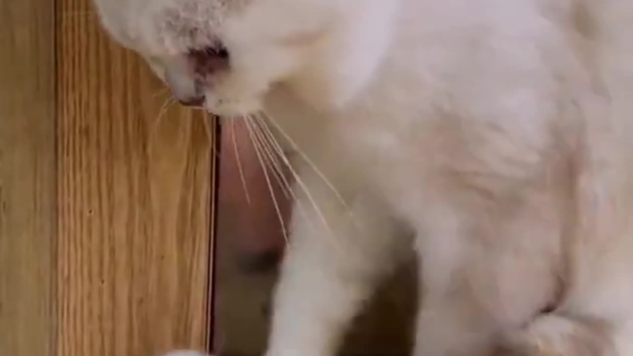 Funny Cat Videos