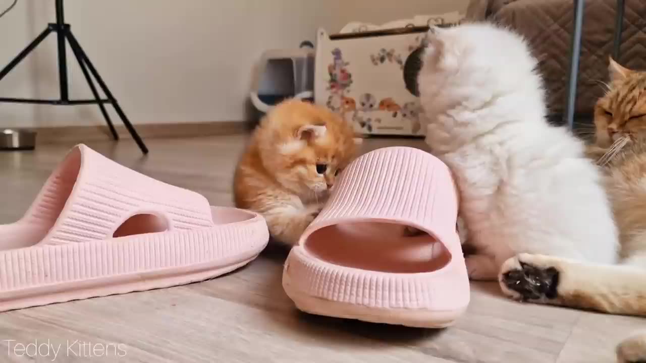 Let's Play With Slippers! Pikachu,Teddy and Picasso are having fun. cute cat