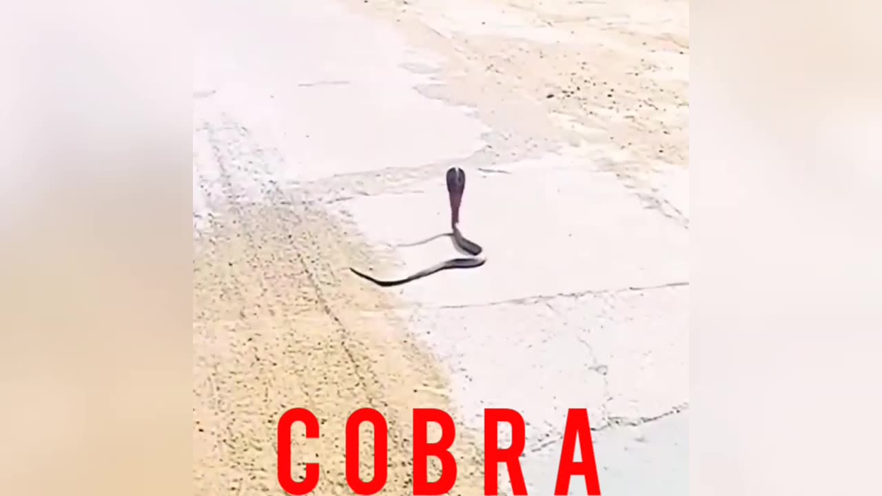 Cobra video | Animals video usa | Animals funny video