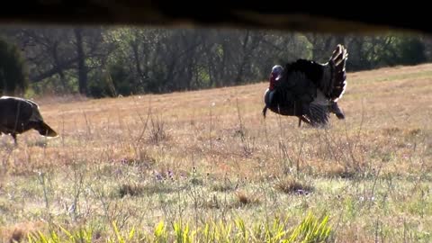 2016 Opening Weekend Turkey Hunt