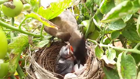 Bird feeding