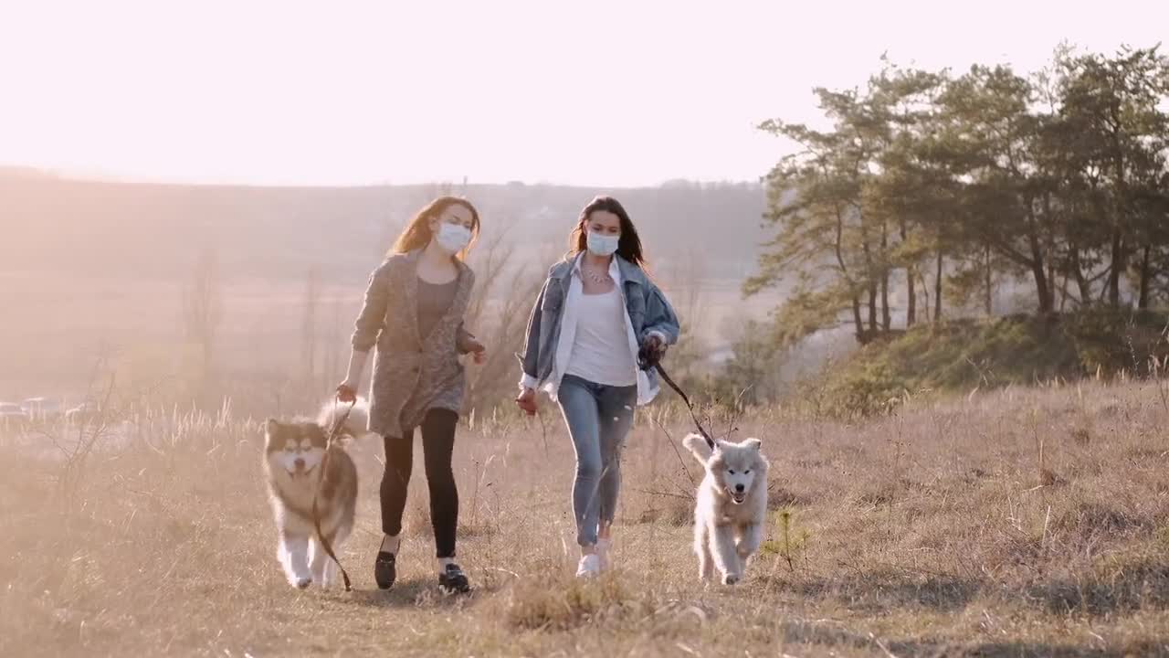 two Beautiful Huskies Running With 2 girls