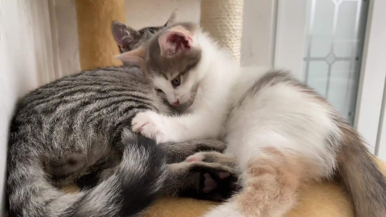 Funny Kitten Demands Attention from Sleepy Cat