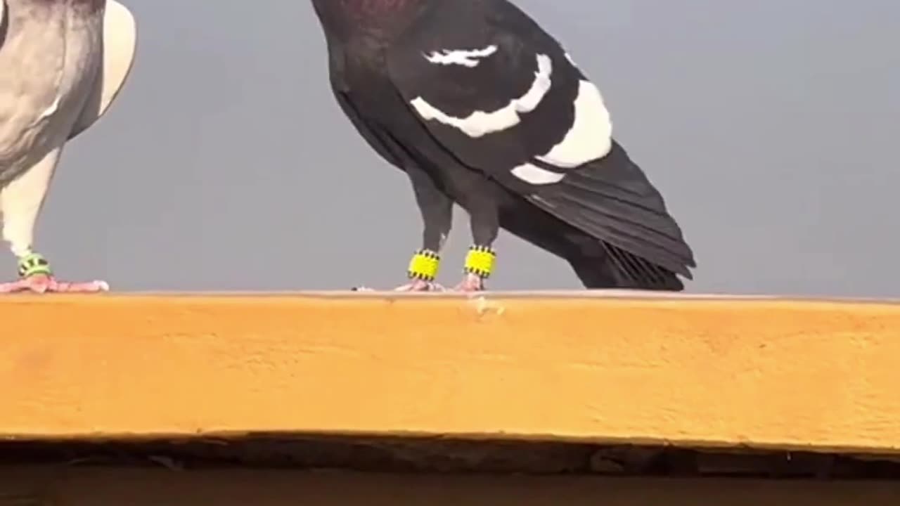 Fency pigeon..