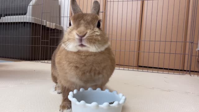 From the rabbit's "wait a minute 🤚" to "ok ❗️"