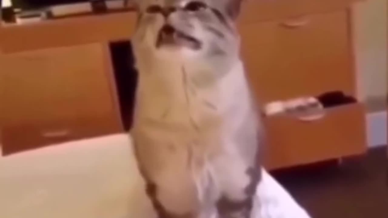 Cats videos funny