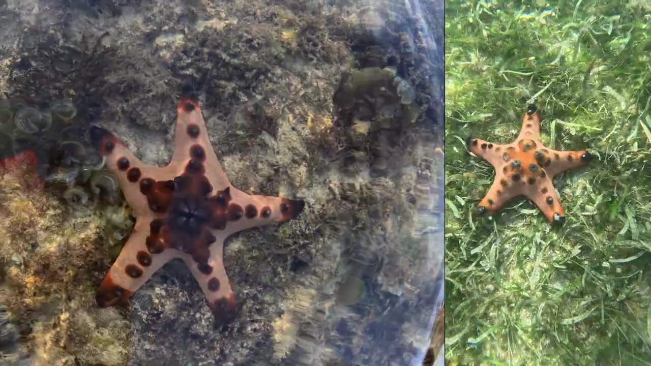 Meet the Stunning Chocolate Chip Starfish in the Philippines!