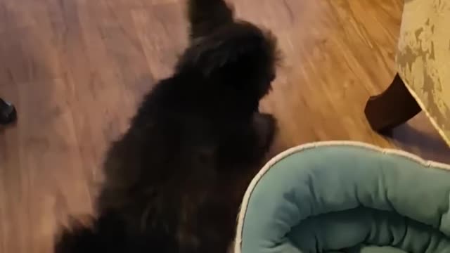 Owner Witnesses Their Pet Dog Walking Backwards Inside House