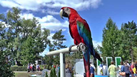 two honey parrots