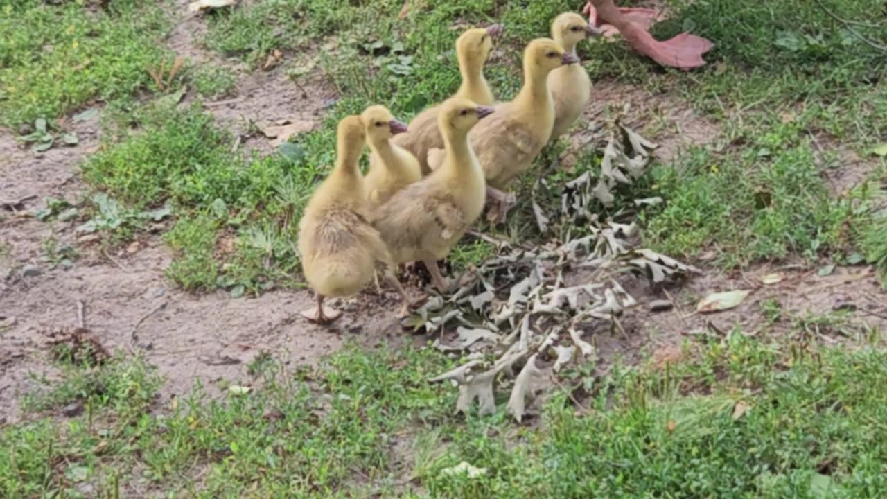 Noisy Cobra Chickens Adopt Goslings