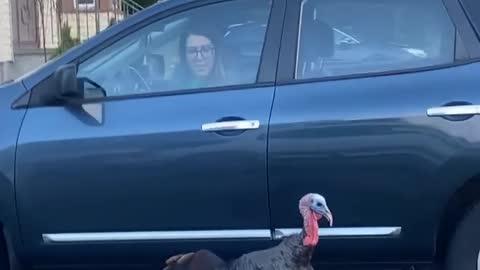 Turkey Terrorizes Traffic