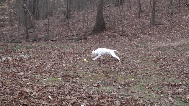 the dog playing with ball