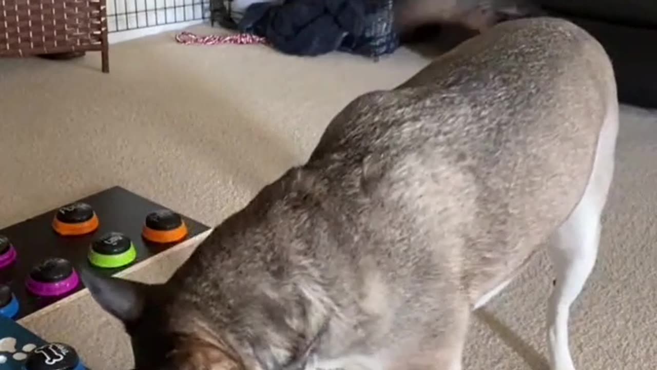 Funny dog compilation part 4