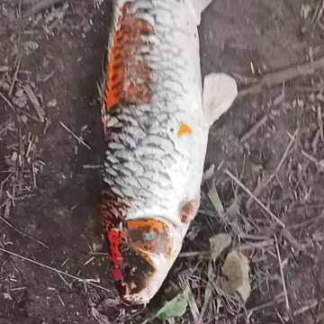 Giant koi Carp