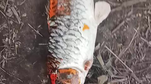 Giant koi Carp