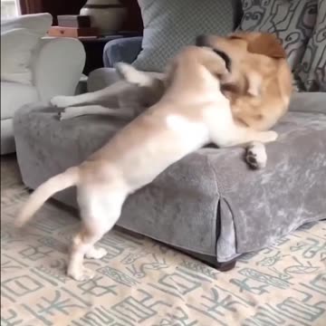 Dog fight on room