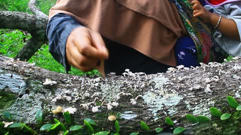 TAKE MUSHROOMS IN THE WOOD