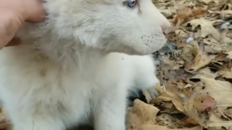 A dog on a fallen leaf