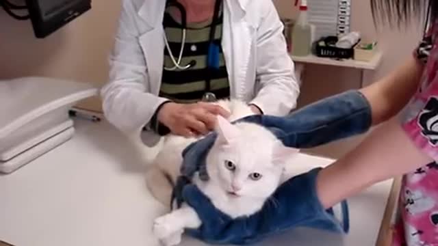 Unhappy cat at the vet