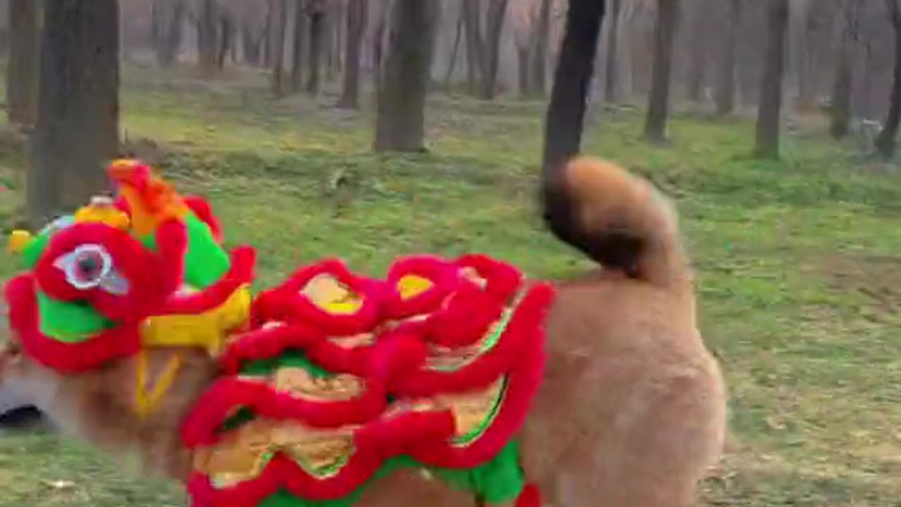 rangbirganga dog jhum rha h