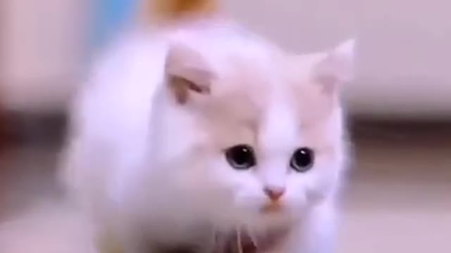 Cute video of cats and kittens so cute kitty video