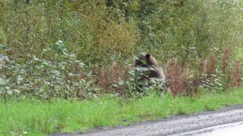 Epic grizzly bear fight!