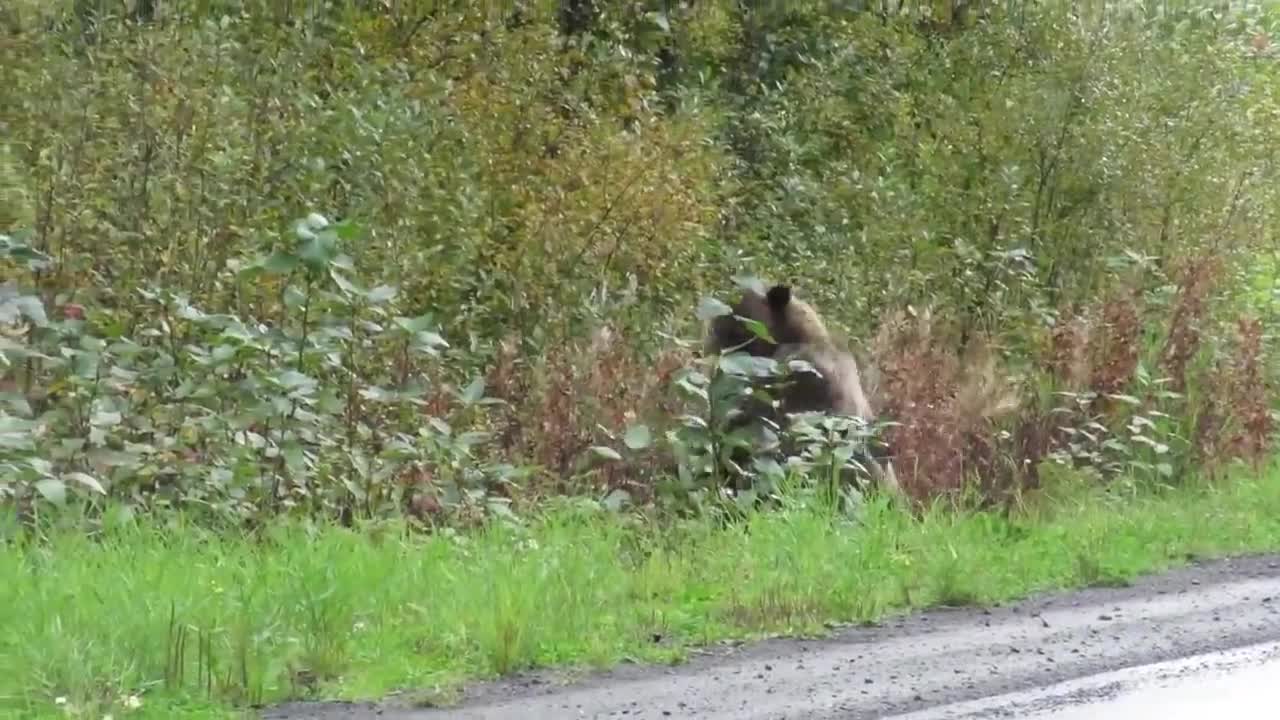 Epic grizzly bear fight!