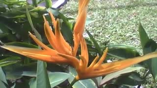 Planta helicônia papagaio laranja no parque, diferente e muito bonita! [Nature & Animals]