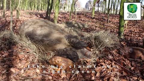 Pig birth in the forrest. geboorte van biggen in het bos