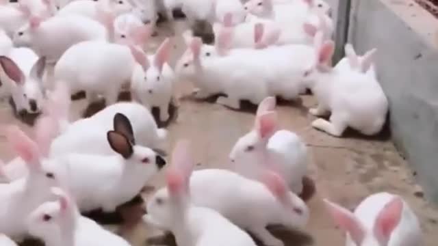 ADORABLE BABY