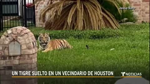 Un tigre suelto aparece en una zona residencial de Houston _ Noticias Telemundo