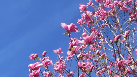 Flower Tree In The Sun