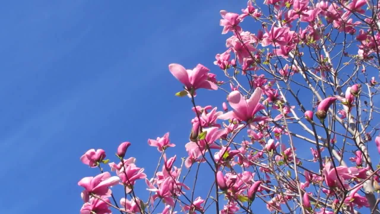 Flower Tree In The Sun