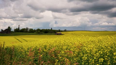 Must Visit Top Natural Areas in Alberta Canada _ First-timers MUST Watch!【4K】