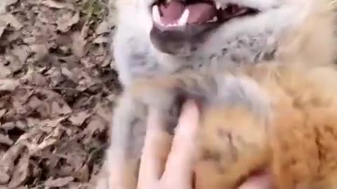 🤣fox laughing 😂 funny Animals video