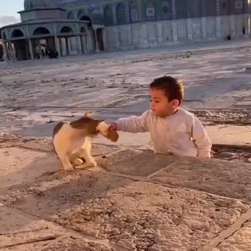 A Palestinian boy shares his bread with a cat