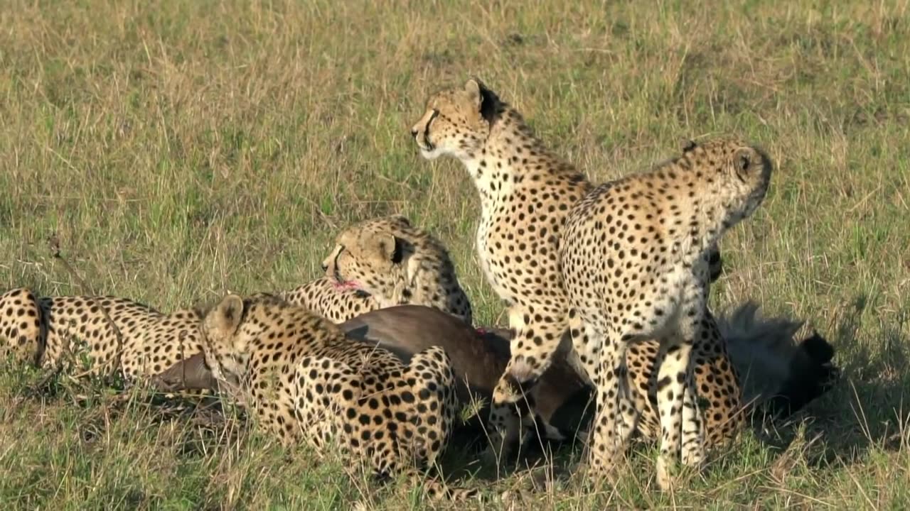 A CHEETAH HUNTING VIDEO |ANIMAL| EP#2