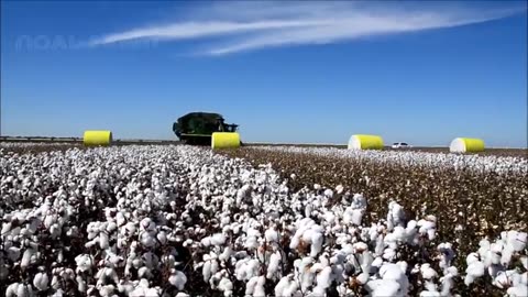 How Cotton Processing in Factory, Cotton Cultivation - Cotton Farming and Harvest