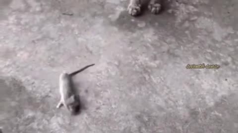 Funny Animals video.