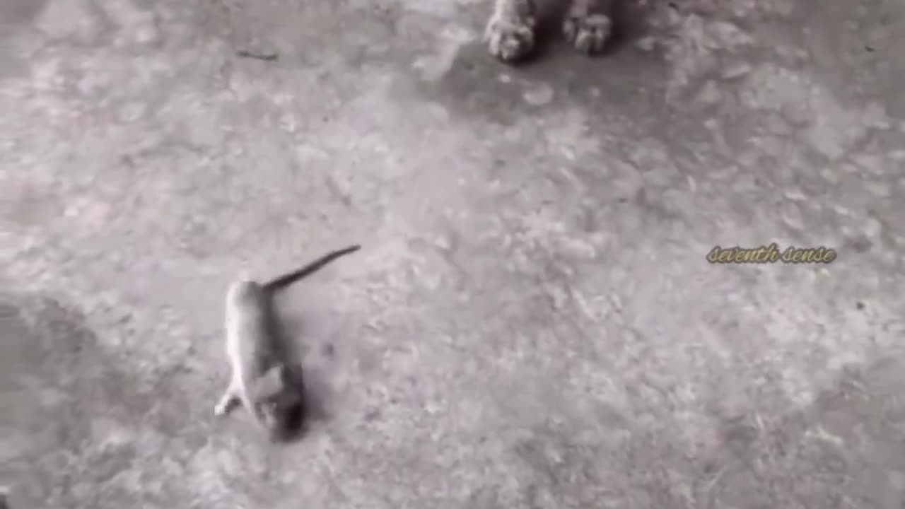 Funny Animals video.