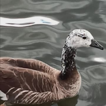 Hybrid goose