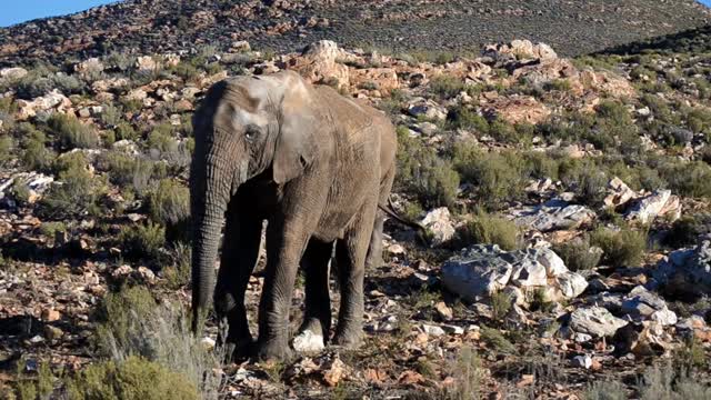 Elephant is the greatest & biggest Animal on the surface of Earth