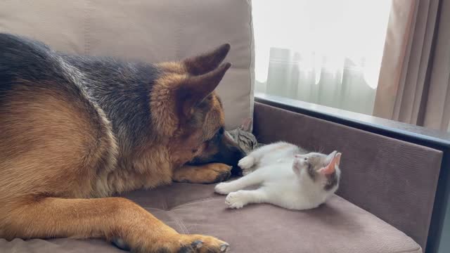 Funny German Shepherd vs Kittens