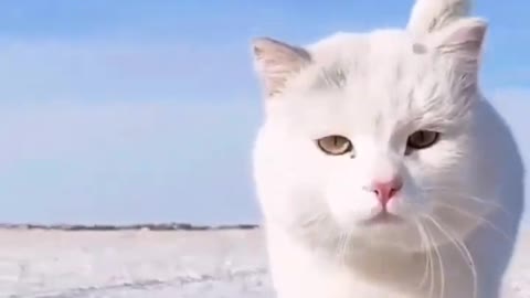 ❤️❤️❤️cat reaction | funny cat #shorts