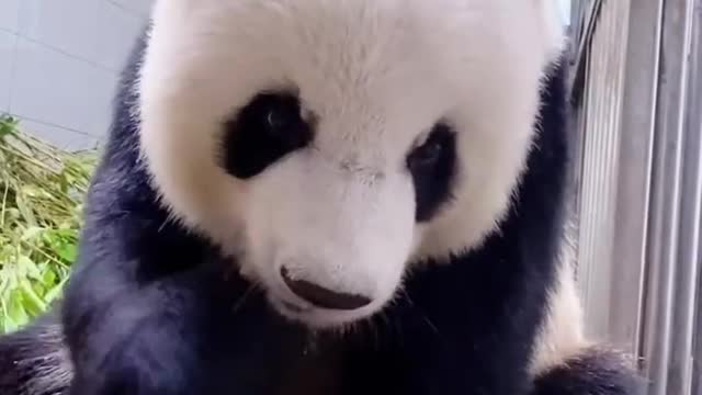 Pandas eat bamboo shoots