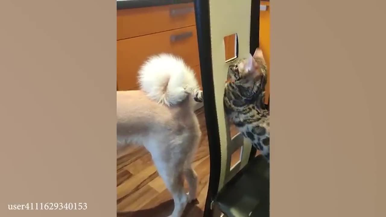 You Won't Believe What These Cats and Dogs Are Doing! 😂