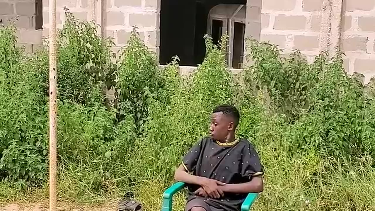 Funny animals on video