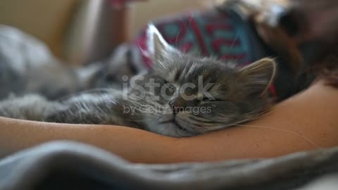 A cute cat