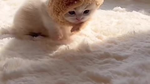 Cat lover